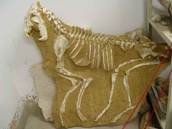 甘肅和政發現的豹鬣狗化石