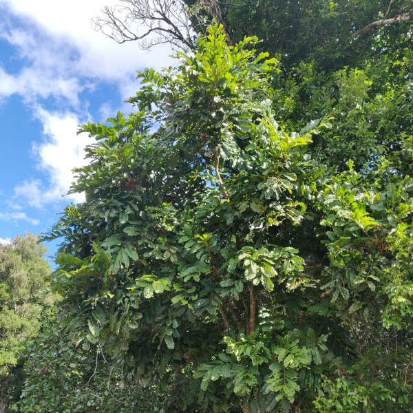 Cupaniopsis mackeeana