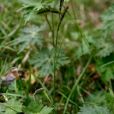 刺毛薹草(刺毛苔草) 刺毛薹草(刺毛苔草)