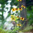 多毛扁芒菊 多毛扁芒菊