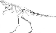 根據正模標本的重建骨骼圖，制於1936年