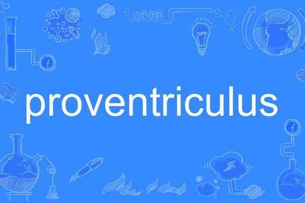 proventriculus proventriculus