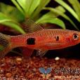 大點波魚 大點波魚