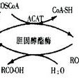 卵磷酯膽固醇酯醯轉移酶