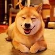 柴犬(西巴犬) 柴犬(西巴犬)