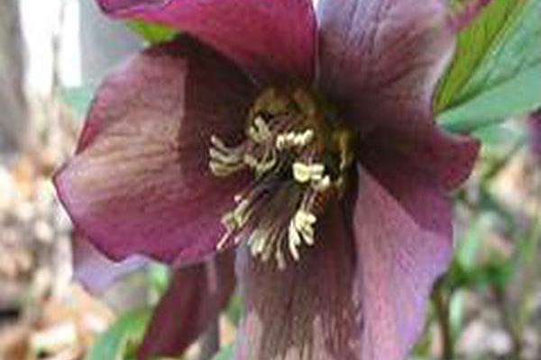Helleborus × hybridus \x27Blue Lady\x27 Helleborus × hybridus \x27Blue Lady\x27