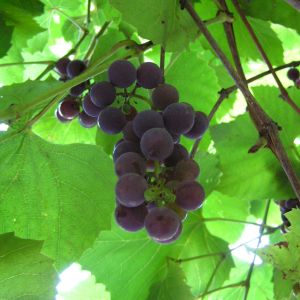 葡萄(Vitis vinifera)
