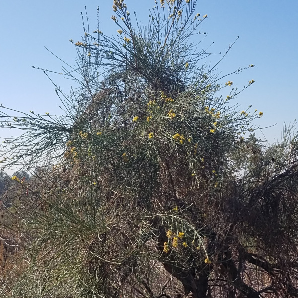 Lepidospartum squamatum