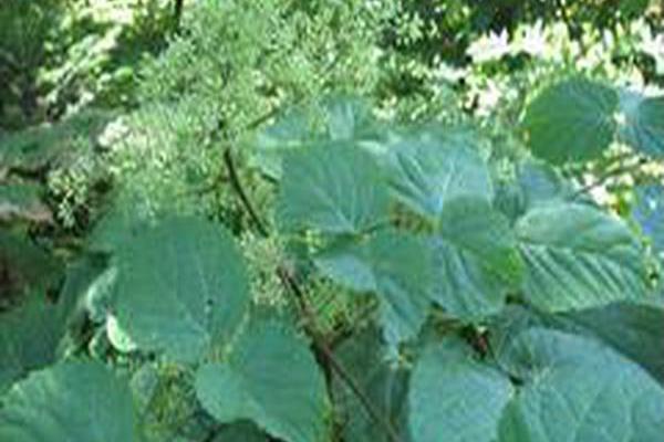 Aralia racemosa