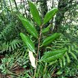 栲(殼斗科錐屬植物) 栲(殼斗科錐屬植物)