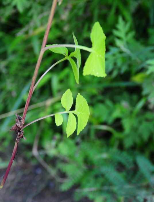 四川毛鱗菊 四川毛鱗菊