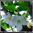 悼李花 悼李花