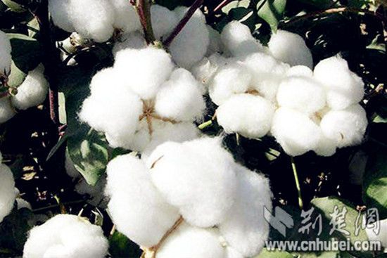 枝江棉花 枝江棉花