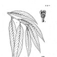 狹葉紅光樹 狹葉紅光樹