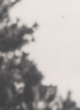 馮奇