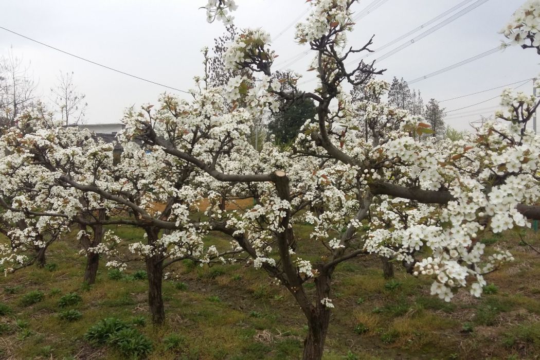 西埂村 西埂村