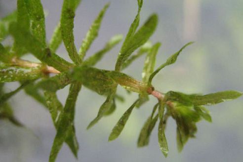 膠管藻 膠管藻