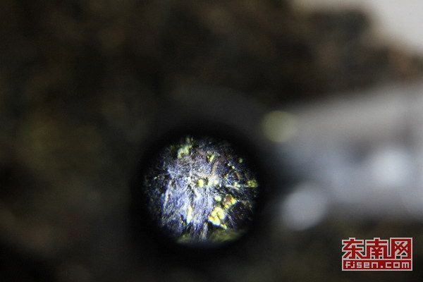 甲殼蟲囊菌 甲殼蟲囊菌