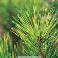 全松(植物提取物) 全松(植物提取物)