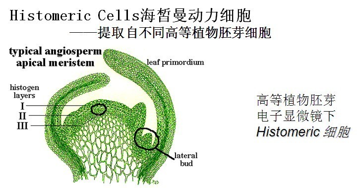 Histomeric  Cells海皙曼動力細胞