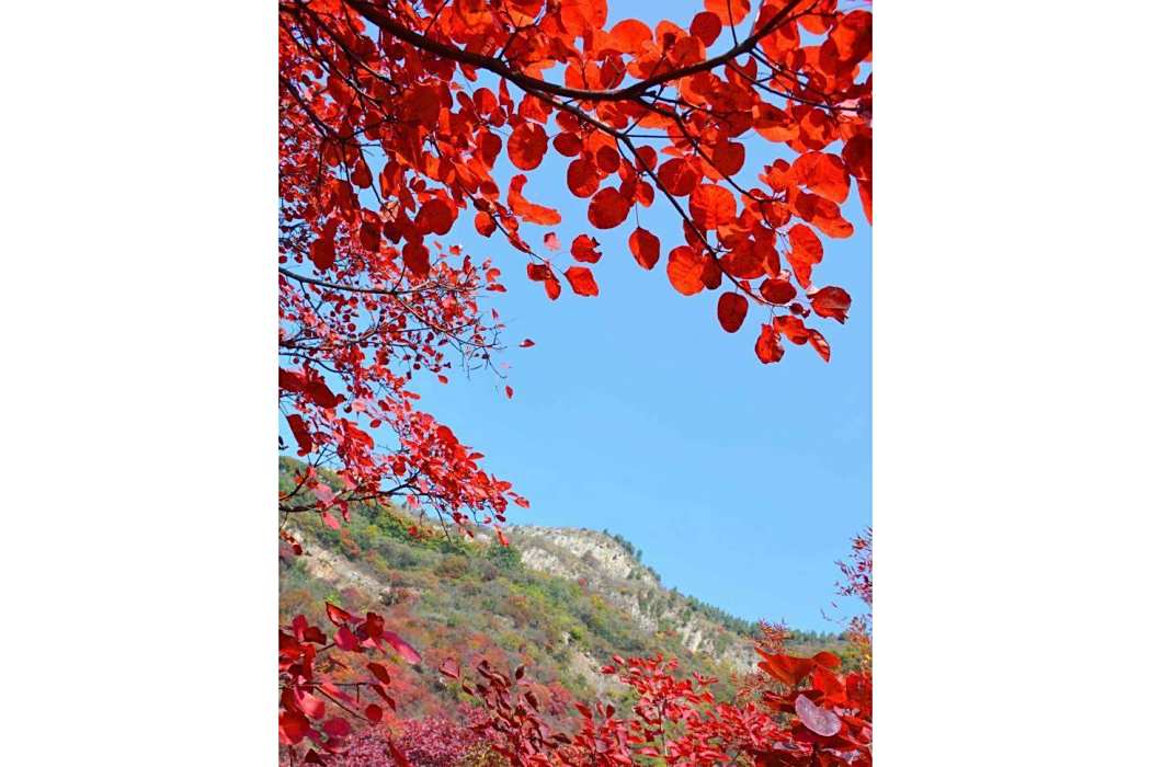 沂蒙霜紅 沂蒙霜紅