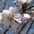胡桃花(胡桃花) 胡桃花(胡桃花)