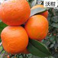 沃桔 沃桔