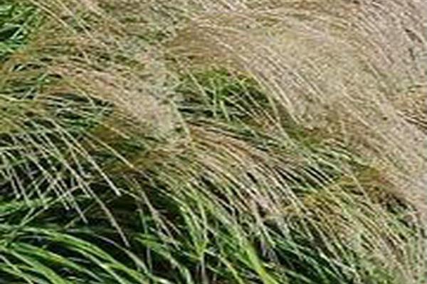 Miscanthus sinensis \x27Kirk Alexander\x27
