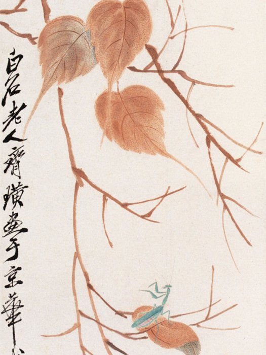 貝葉草蟲 貝葉草蟲