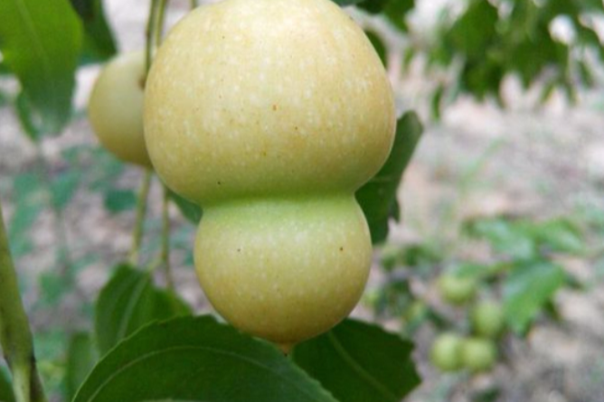 針葫蘆棗 針葫蘆棗