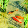 田魚 田魚