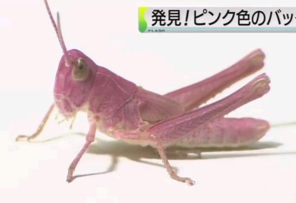 粉色蝗蟲 粉色蝗蟲