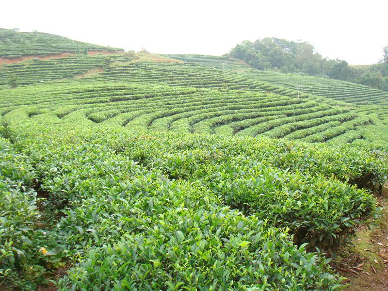 蠻蚌自然村-茶葉種植