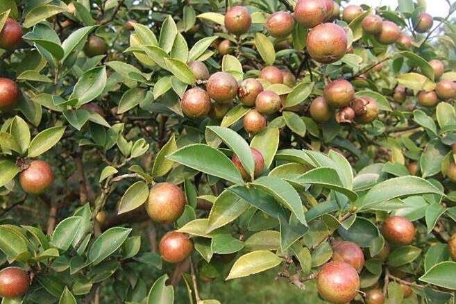 油茶湘油18號 油茶湘油18號