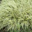 金絲薹草 金絲薹草