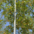 富陽烏哺雞竹 富陽烏哺雞竹
