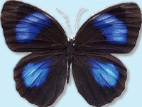 彩藍斑環蝶