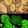 螢光蘑菇 螢光蘑菇