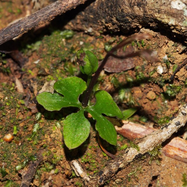 Stigmatodactylus corniculatus