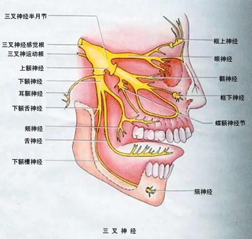 面部三叉神經分布圖