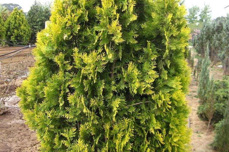 京灑柏13號 京灑柏13號
