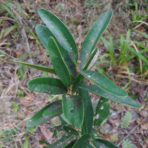 Eugenia padronii