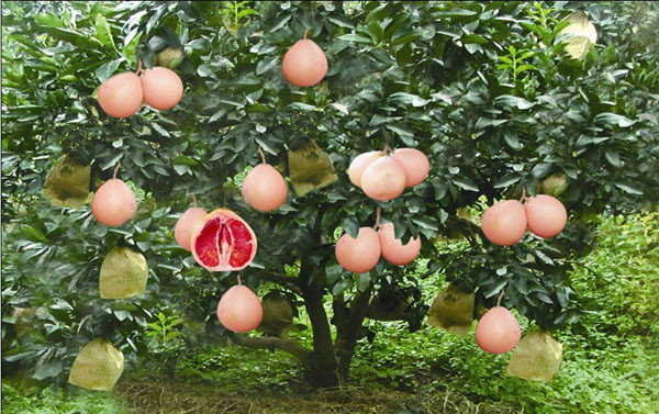 三紅蜜柚碩果纍纍