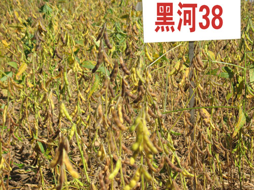 黑河38 黑河38