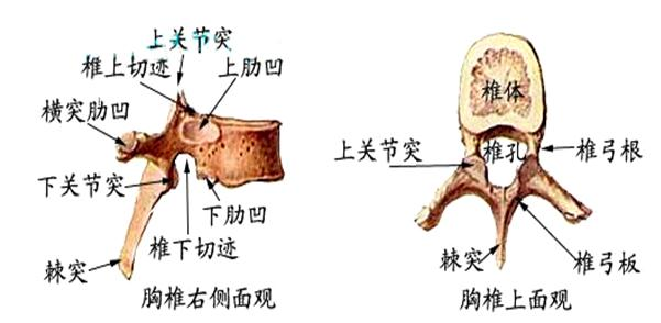 脊髓反射
