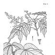 石山漆 石山漆