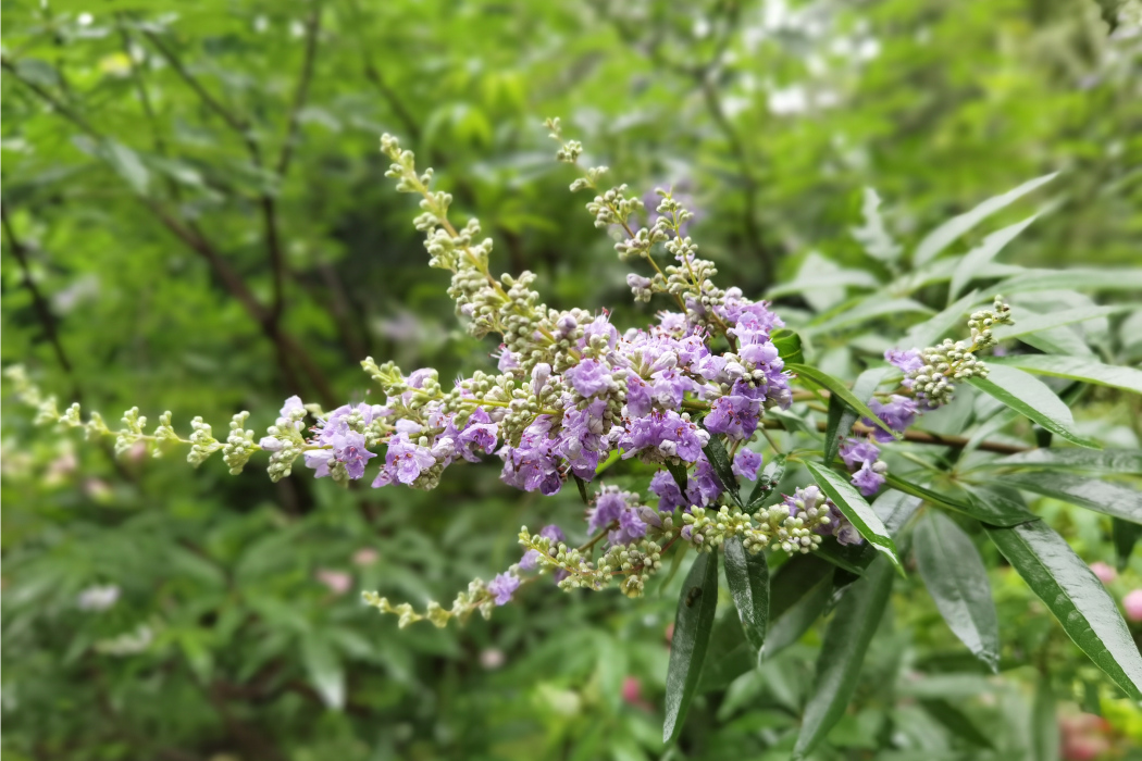 東北穗花 東北穗花