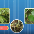 湖北毛椴 湖北毛椴