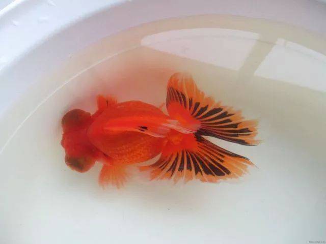 如皋金魚 如皋金魚