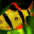 虎皮魚(四間䰾) 虎皮魚(四間䰾)
